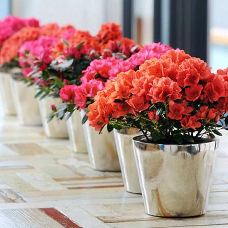 Nhung loai hoa ban cong chiu ret thich hop trong mua dong-Hinh-4
