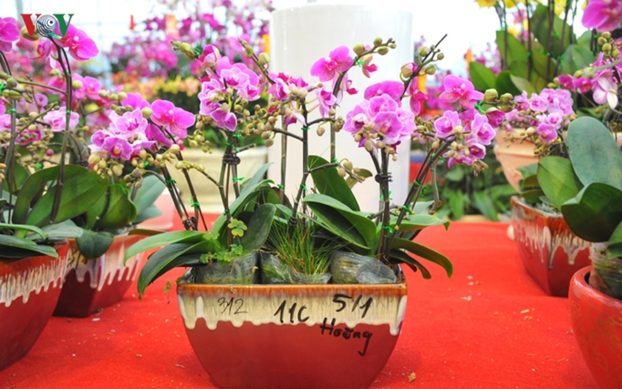 Lan bonsai mini sieu dep gay sot thi truong Tet Ky Hoi 2019-Hinh-6