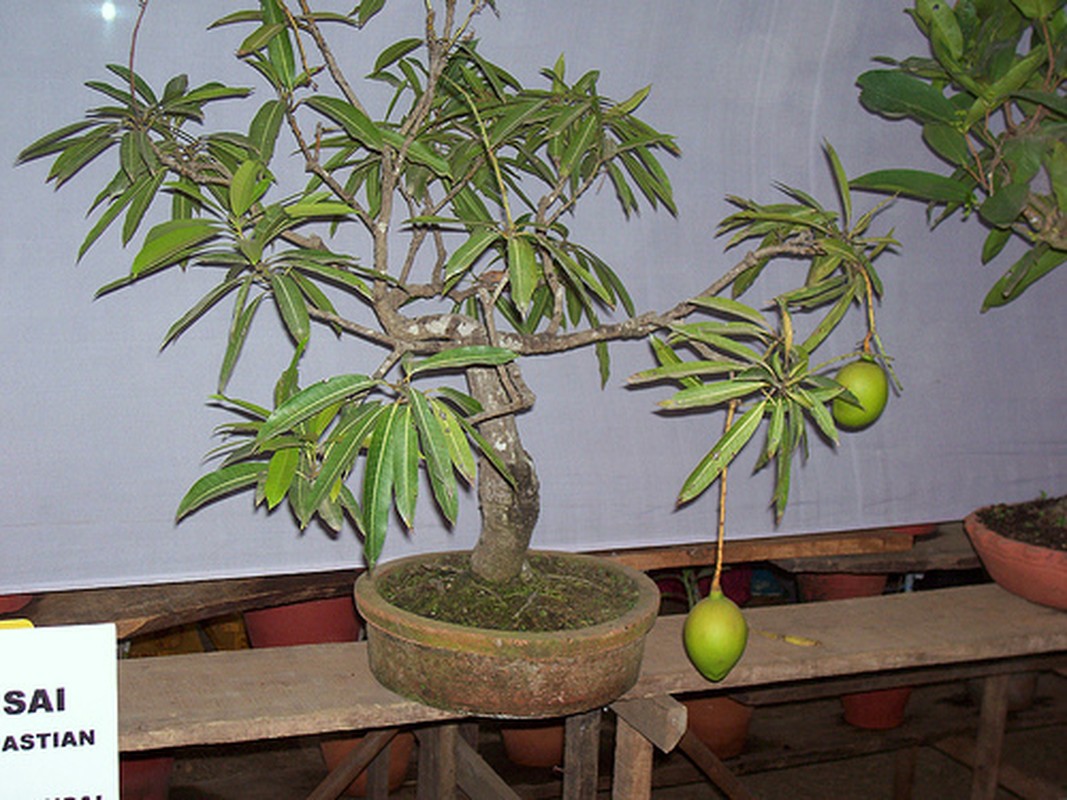 Ngam chau bonsai hoa qua mini sieu dep mat-Hinh-10