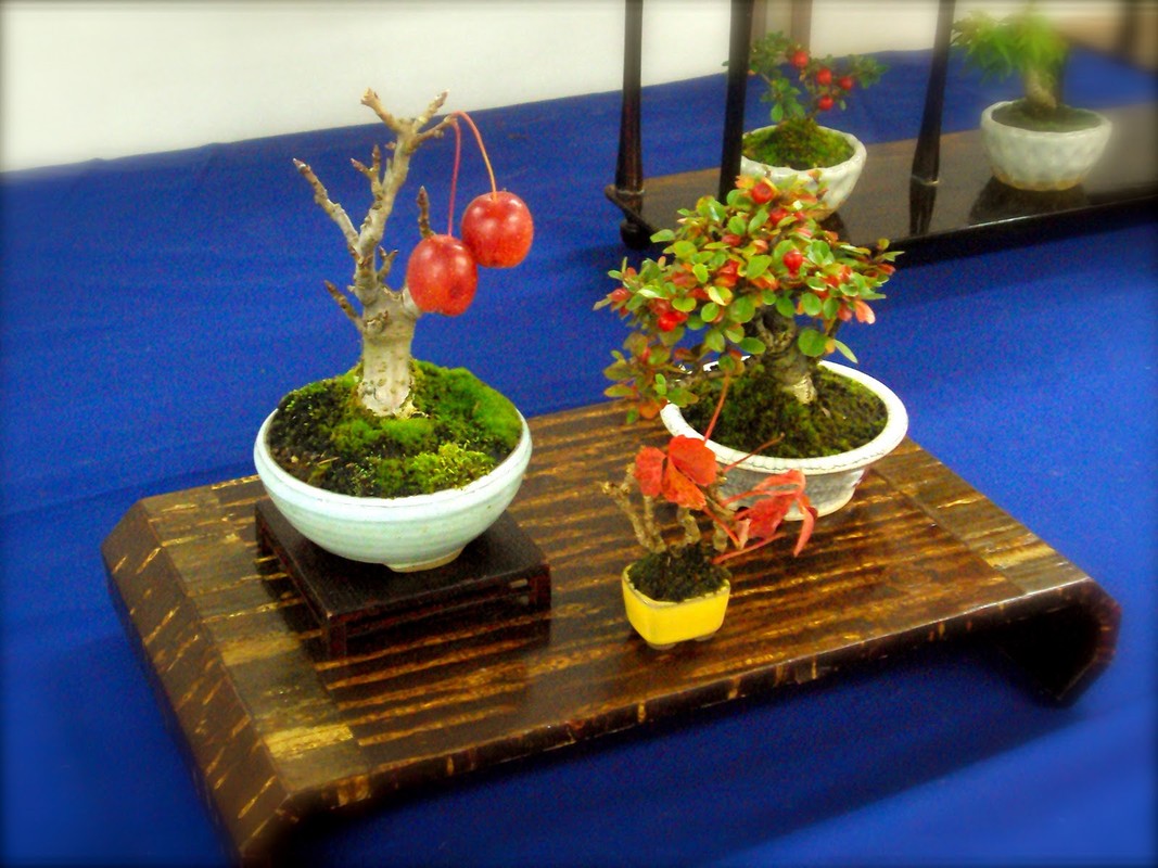 Ngam chau bonsai hoa qua mini sieu dep mat-Hinh-14