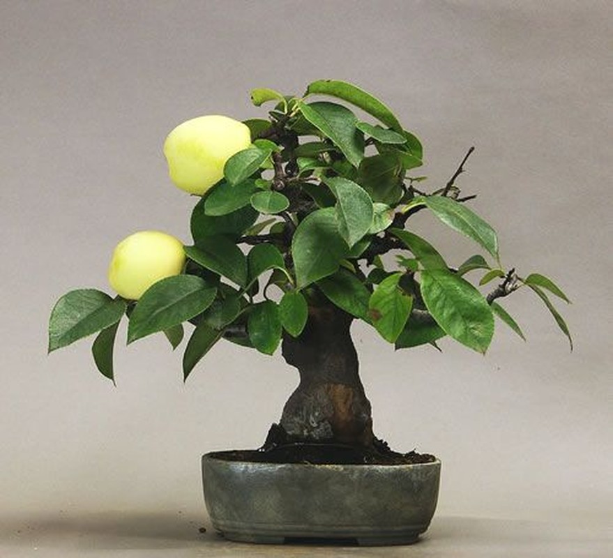 Ngam chau bonsai hoa qua mini sieu dep mat-Hinh-2