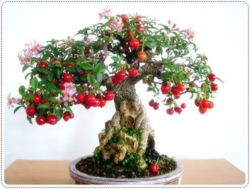 Ngam chau bonsai hoa qua mini sieu dep mat-Hinh-4
