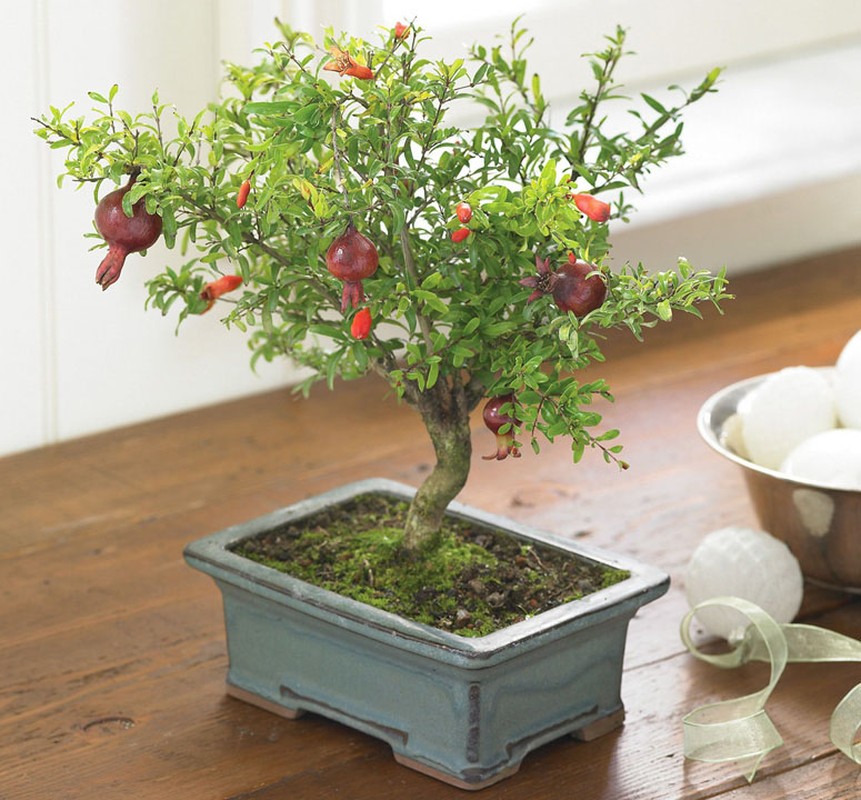 Ngam chau bonsai hoa qua mini sieu dep mat-Hinh-5