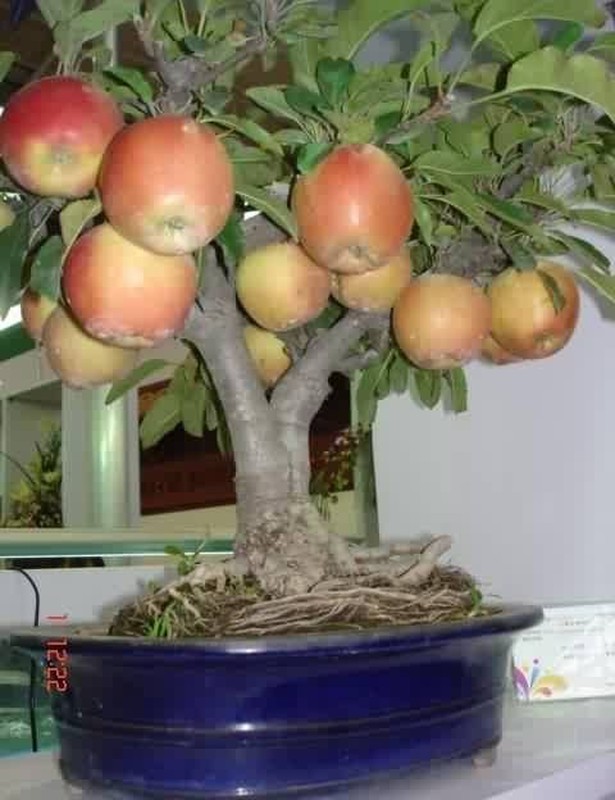 Ngam chau bonsai hoa qua mini sieu dep mat-Hinh-7