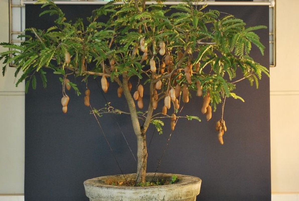 Ngam chau bonsai hoa qua mini sieu dep mat-Hinh-8