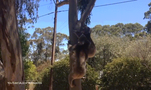 Gau koala dang yeu tranh nhau cho tam nang-Hinh-8
