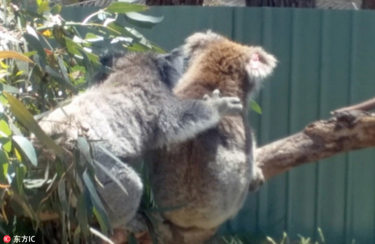 Gau koala dang yeu tranh nhau cho tam nang