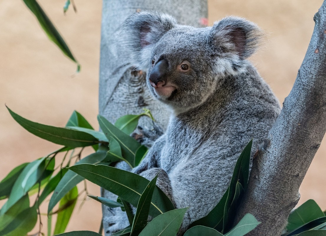 La lung gau koala chi ngoi khong, an la cung “don tim” khach-Hinh-2