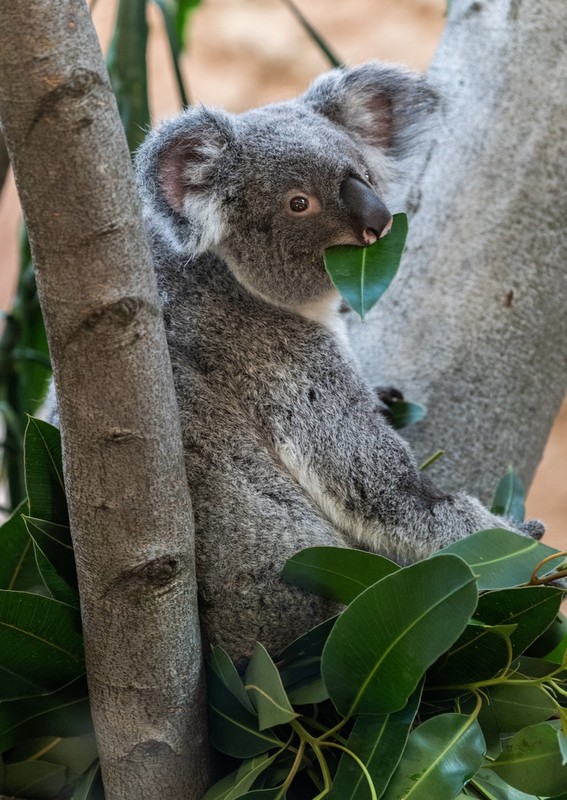 La lung gau koala chi ngoi khong, an la cung “don tim” khach-Hinh-3