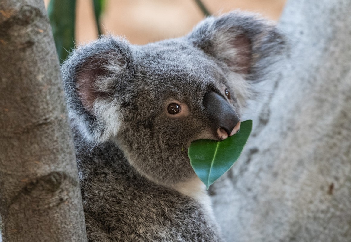 La lung gau koala chi ngoi khong, an la cung “don tim” khach-Hinh-5
