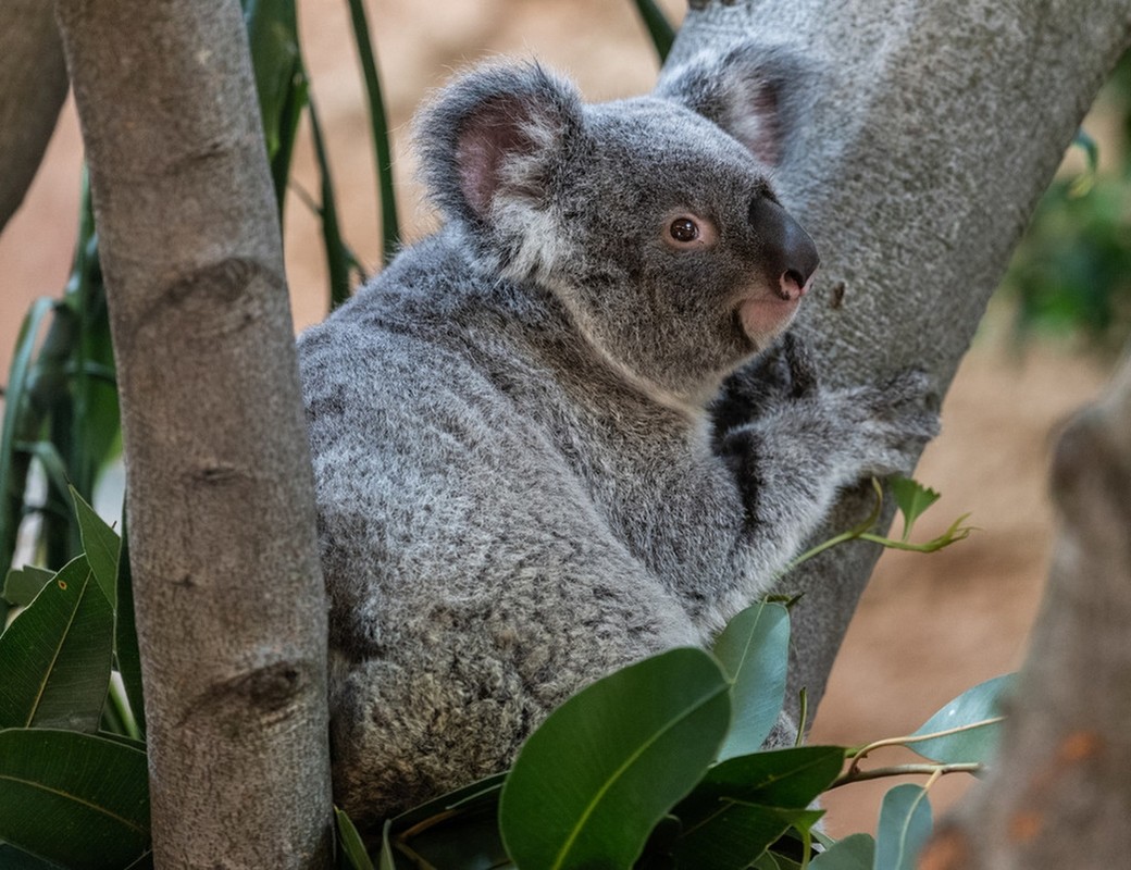 La lung gau koala chi ngoi khong, an la cung “don tim” khach-Hinh-7