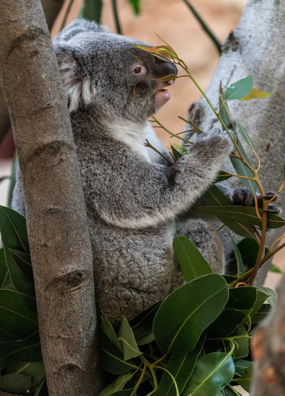 La lung gau koala chi ngoi khong, an la cung “don tim” khach