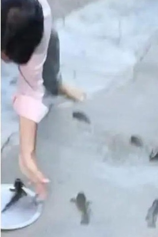 Giải mã “trận mưa cá” hiếm gặp bất ngờ đổ ập xuống Ấn Độ - Hình 2 Giai ma “tran mua ca” hiem gap bat ngo do ap xuong An Do-Hinh-2