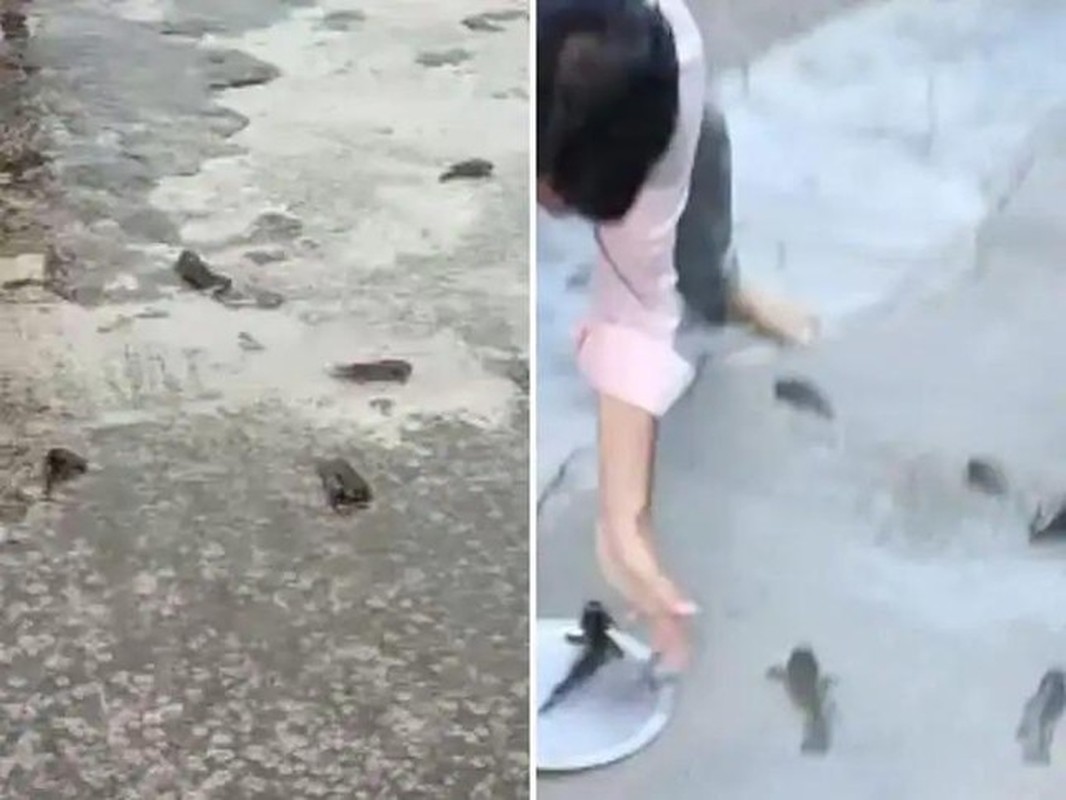Giải mã “trận mưa cá” hiếm gặp bất ngờ đổ ập xuống Ấn Độ - Hình 3 Giai ma “tran mua ca” hiem gap bat ngo do ap xuong An Do-Hinh-3