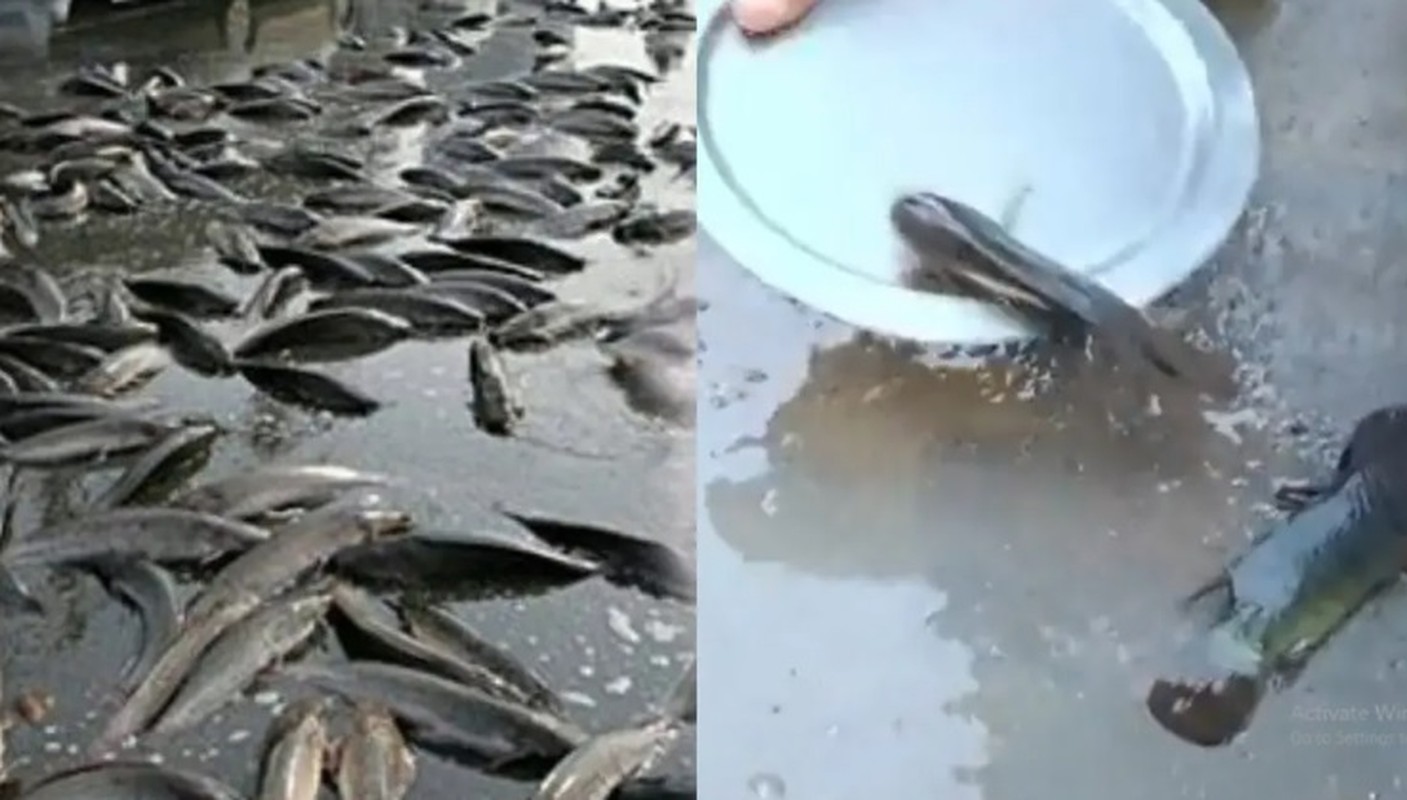 Giải mã “trận mưa cá” hiếm gặp bất ngờ đổ ập xuống Ấn Độ - Hình 5 Giai ma “tran mua ca” hiem gap bat ngo do ap xuong An Do-Hinh-5