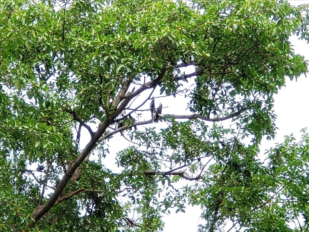 Chim cổ rắn xuất hiện ở Gò Vấp: Động vật quý hiếm trong Sách đỏ - Hình 2 Chim co ran xuat hien o Go Vap: Dong vat quy hiem trong Sach do-Hinh-2