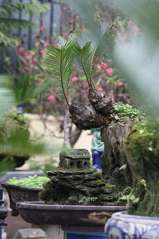 Van tue bonsai choi Tet co truyen gia ca chuc trieu dong/chau-Hinh-9
