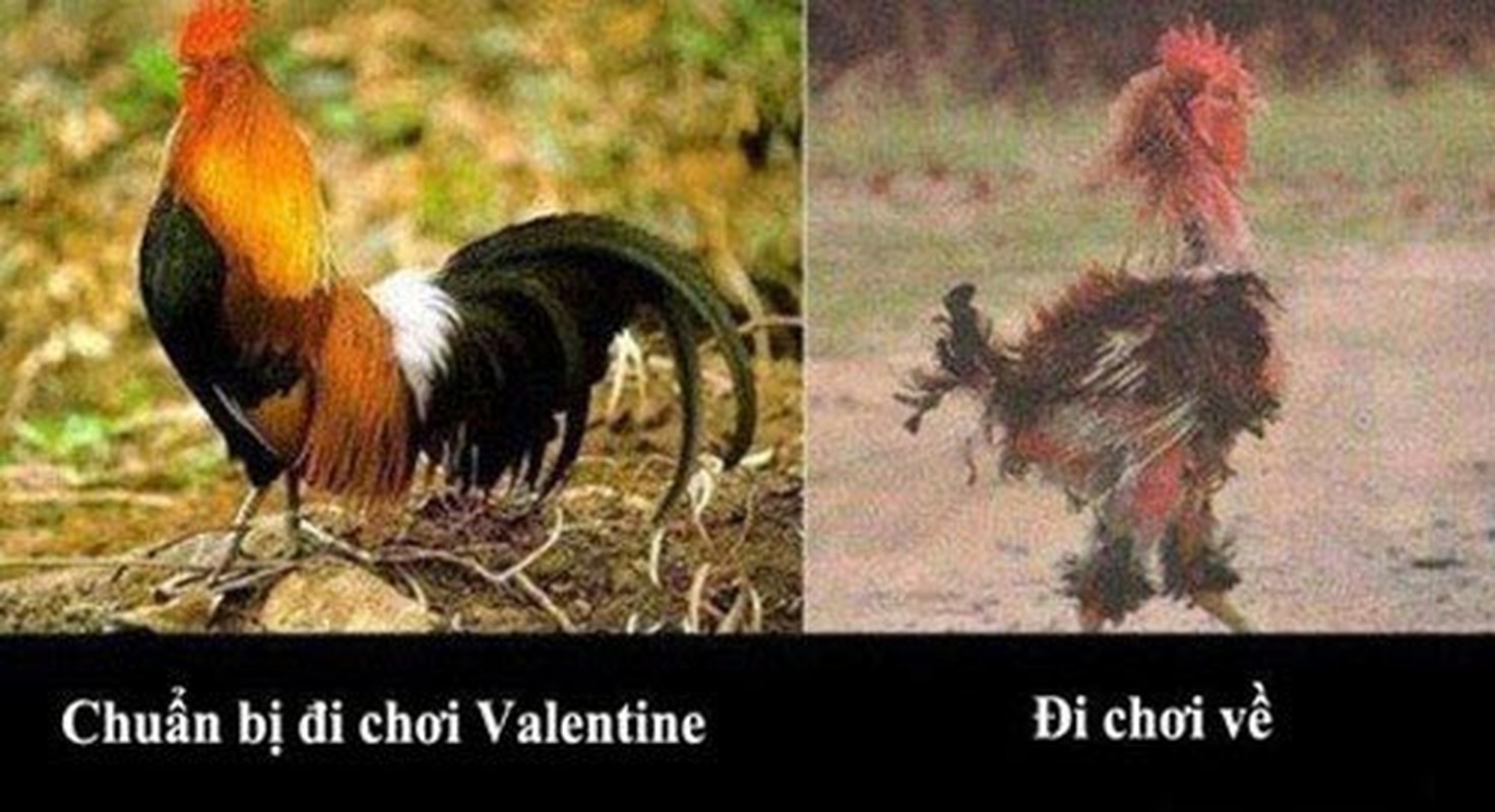 Anh hai huoc su that phu phang hau Valentine