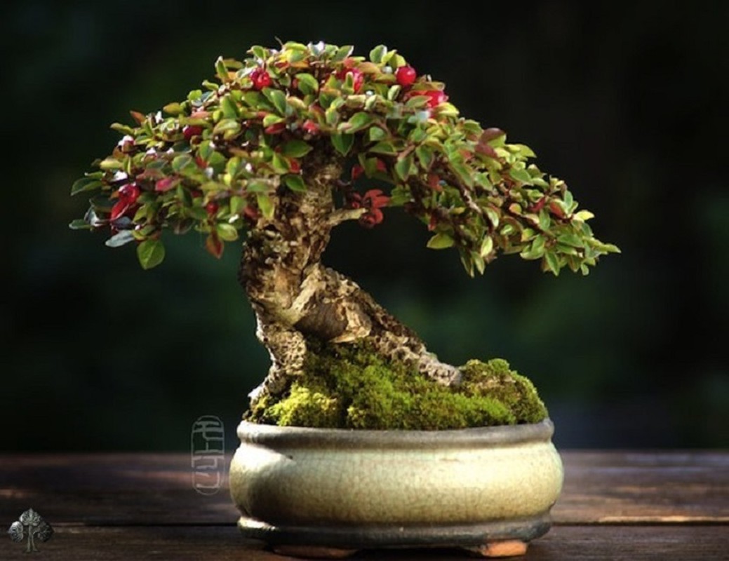 Da mat ngam loat bonsai co sieu dep, sieu di-Hinh-5