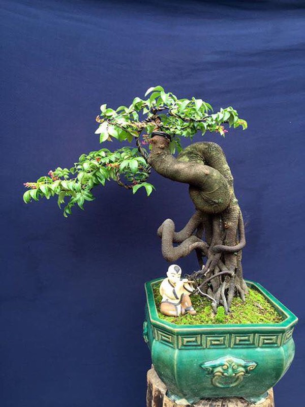 Mê mẩn những chậu khế bonsai dáng siêu đẹp