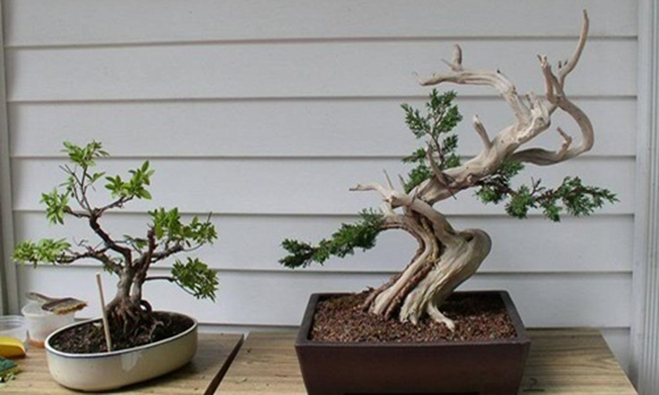 Loat bonsai go lua dep kho roi mat-Hinh-11