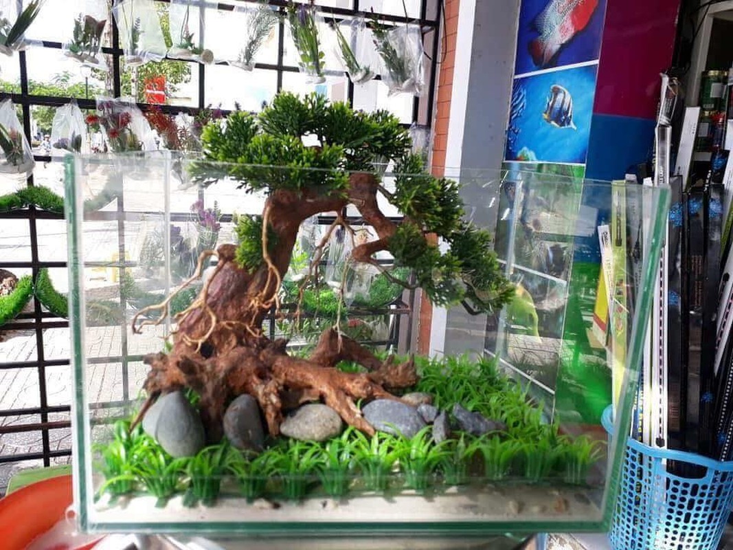 Loat bonsai go lua dep kho roi mat-Hinh-3