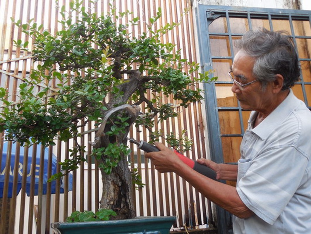 Loat bonsai go lua dep kho roi mat-Hinh-6