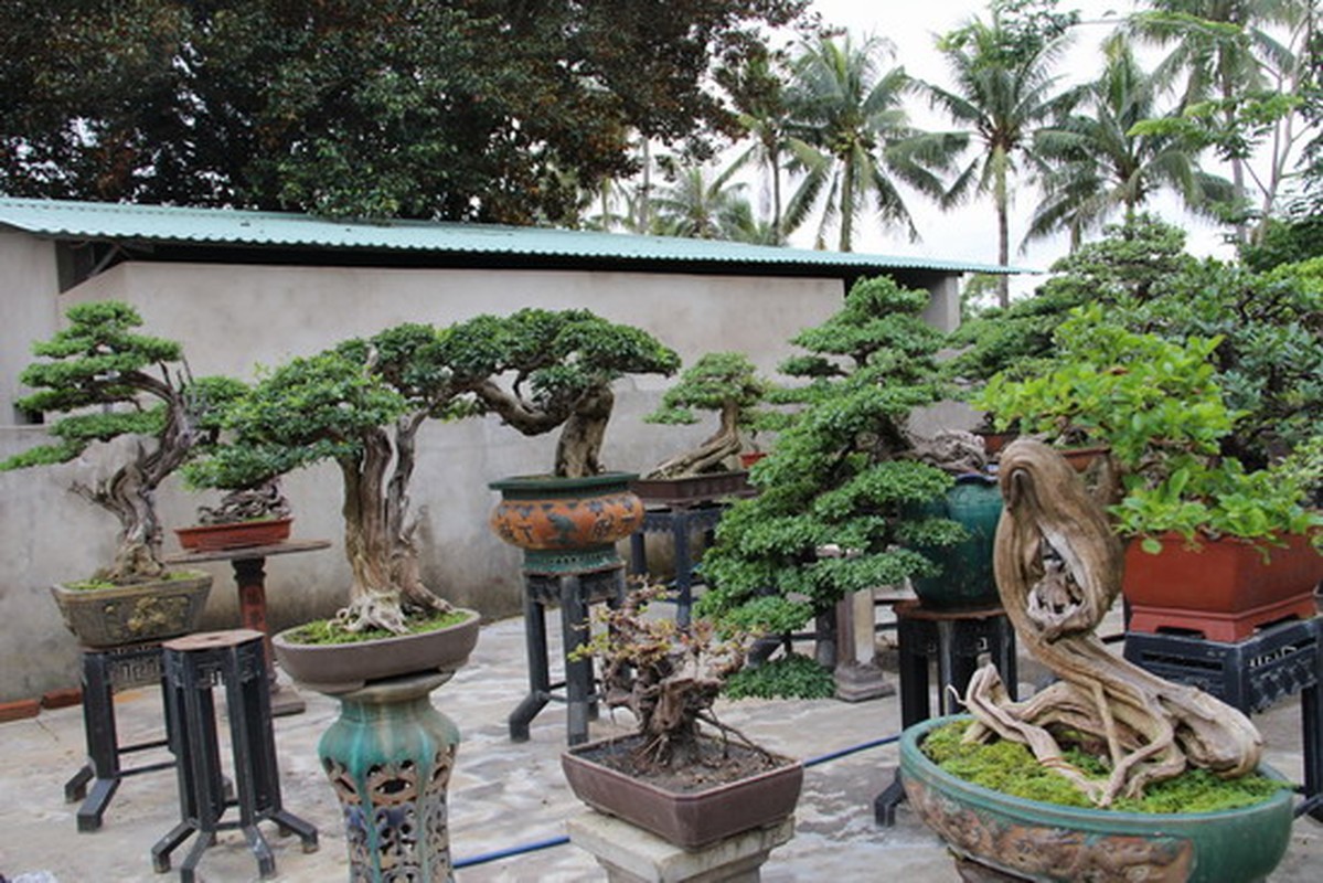 Loat bonsai go lua dep kho roi mat-Hinh-8