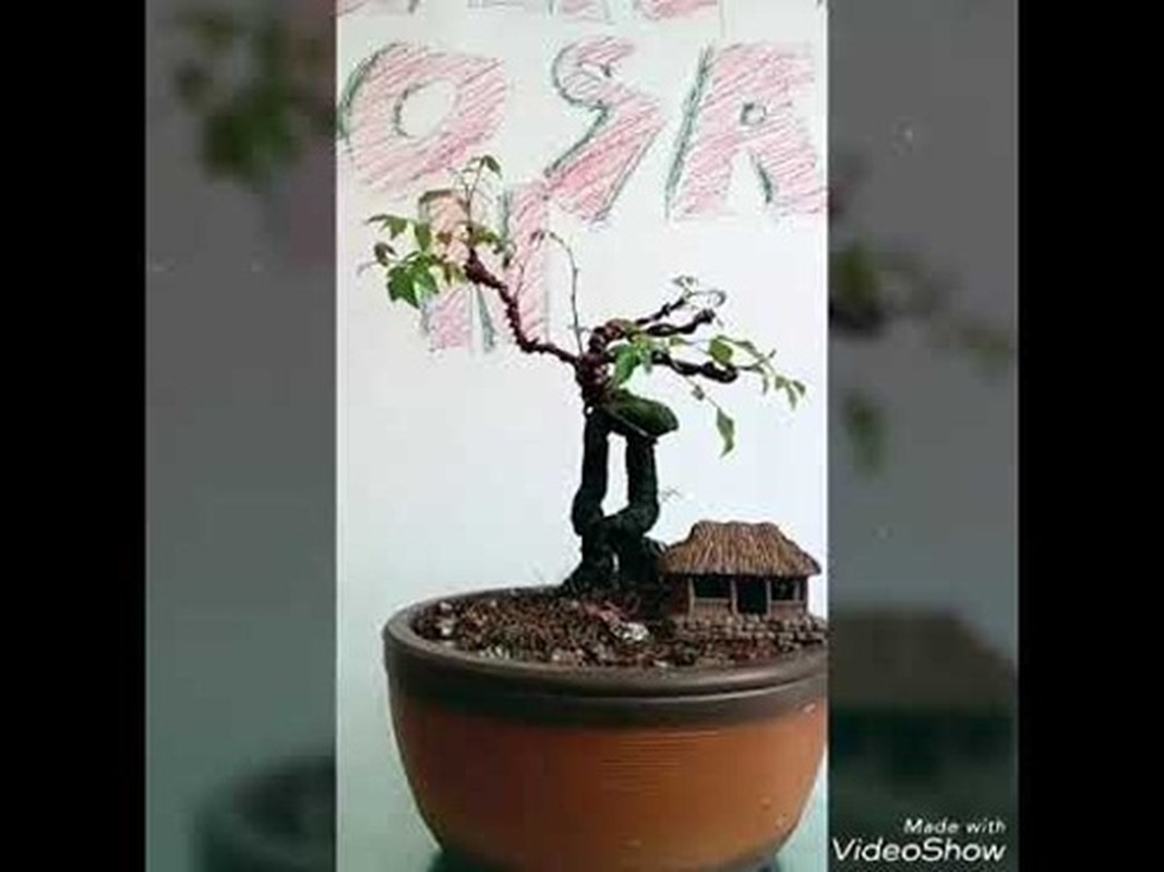 Me tit nhung chau khe bonsai mini sieu dep-Hinh-10