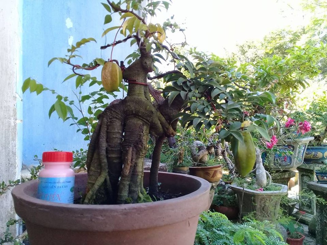Me tit nhung chau khe bonsai mini sieu dep-Hinh-4