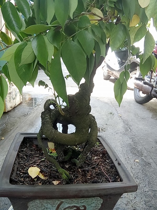 Me tit nhung chau khe bonsai mini sieu dep-Hinh-7