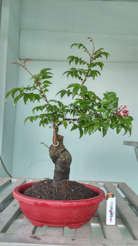 Me tit nhung chau khe bonsai mini sieu dep-Hinh-9