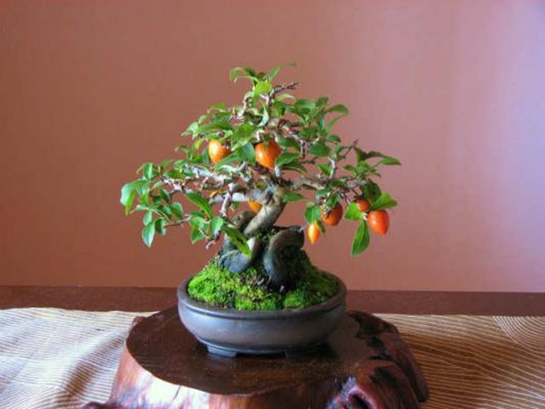 Ngam hong gion bonsai tao dang nghe thuat dinh cao-Hinh-5