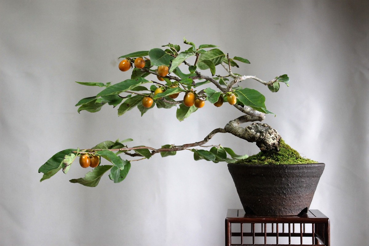 Ngam hong gion bonsai tao dang nghe thuat dinh cao-Hinh-6