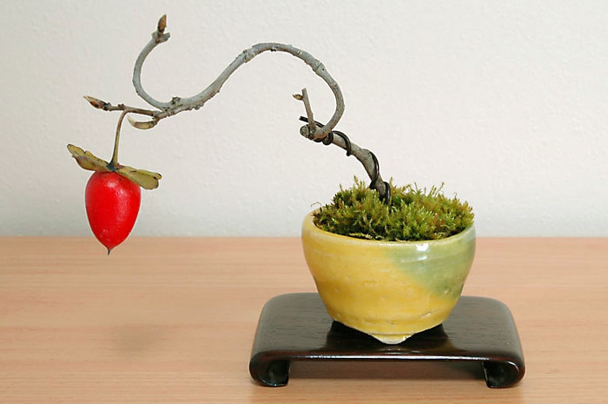 Ngam hong gion bonsai tao dang nghe thuat dinh cao-Hinh-8