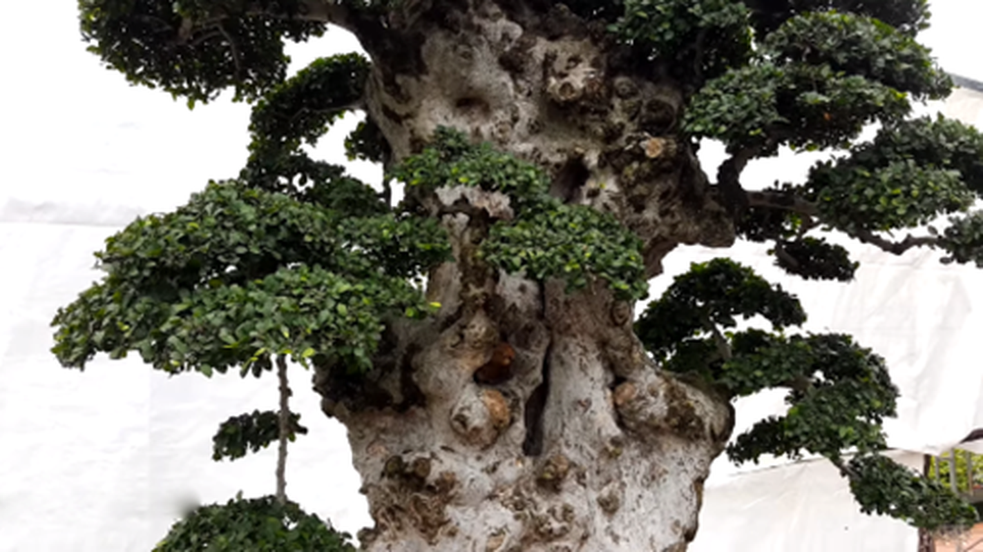 Chiem nguong loat cay bonsai nghin nam tuoi-Hinh-2