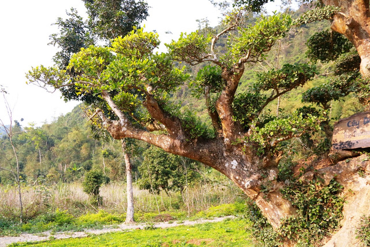 Chiem nguong loat cay bonsai nghin nam tuoi-Hinh-5