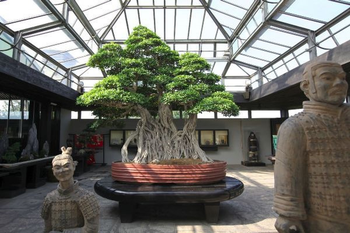 Chiem nguong loat cay bonsai nghin nam tuoi-Hinh-6