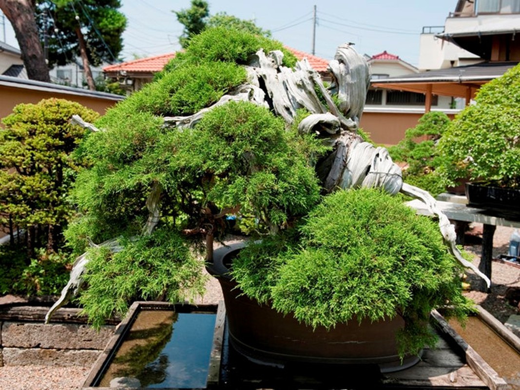 Chiem nguong loat cay bonsai nghin nam tuoi-Hinh-8