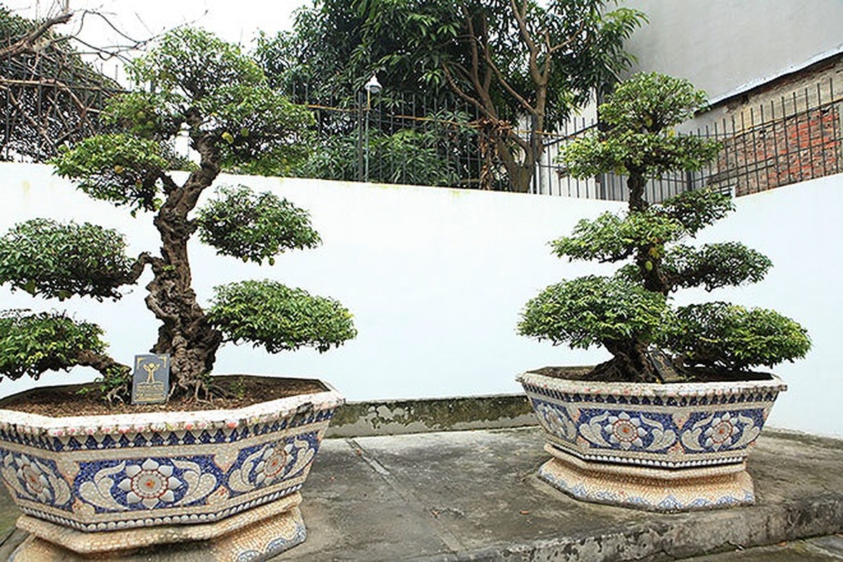 Choang vang khe bonsai tien ty uon luon hon ca duong cong Ngoc Trinh-Hinh-8