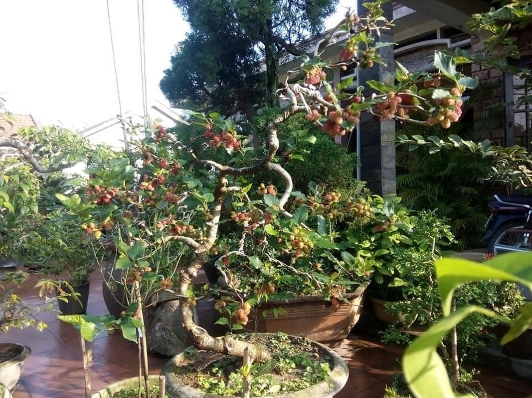 Ky lai thu choi bonsai dau tam chin do dep hut mat cua dai gia-Hinh-10