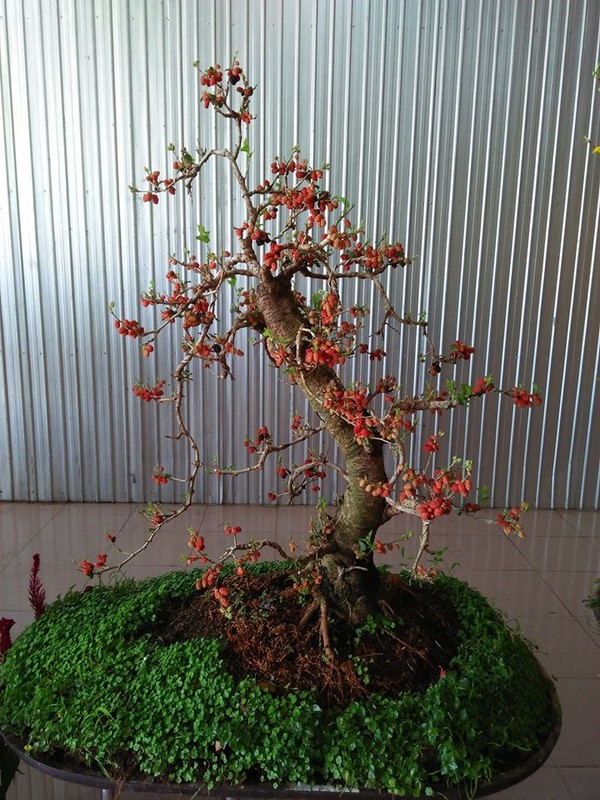 Ky lai thu choi bonsai dau tam chin do dep hut mat cua dai gia-Hinh-3