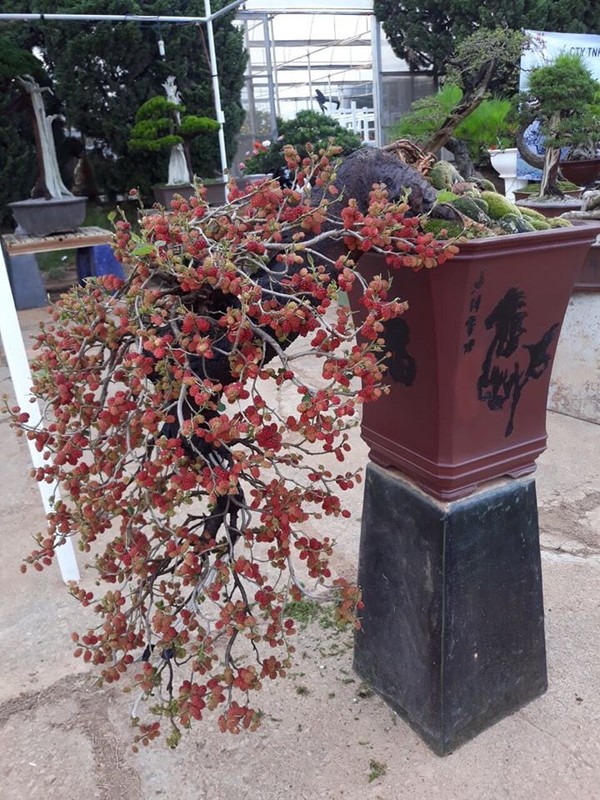 Ky lai thu choi bonsai dau tam chin do dep hut mat cua dai gia-Hinh-5