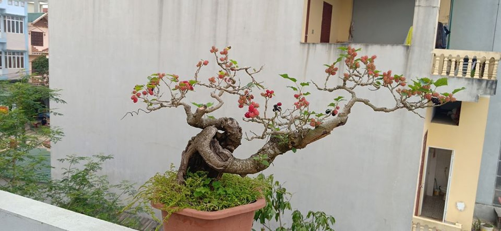 Ky lai thu choi bonsai dau tam chin do dep hut mat cua dai gia-Hinh-6