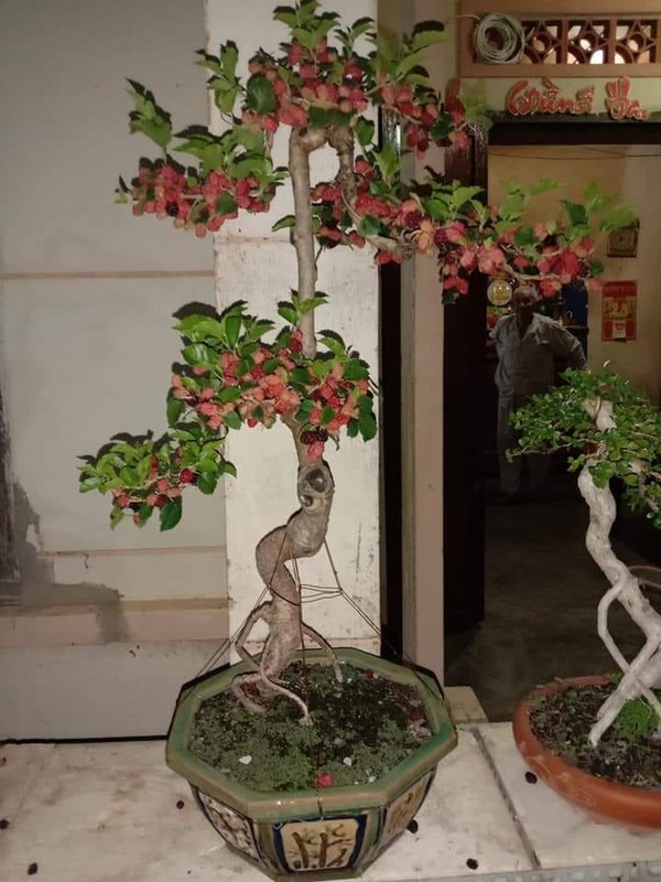 Ky lai thu choi bonsai dau tam chin do dep hut mat cua dai gia-Hinh-7