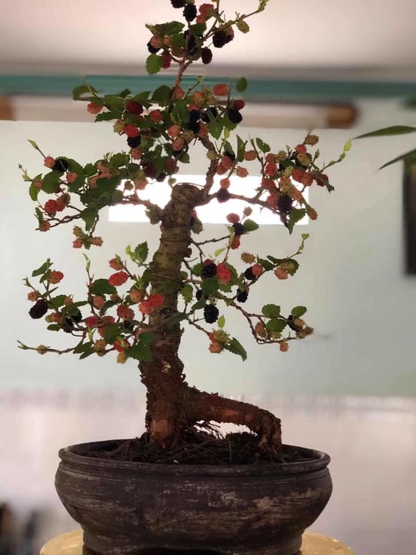 Ky lai thu choi bonsai dau tam chin do dep hut mat cua dai gia-Hinh-8