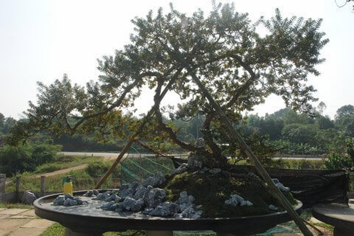 Thương vụ &quot;sang tay&quot; bonsai ổi dáng “kỳ quái” độc nhất vô nhị khiến đại gia mê mẩn - Ảnh 6.