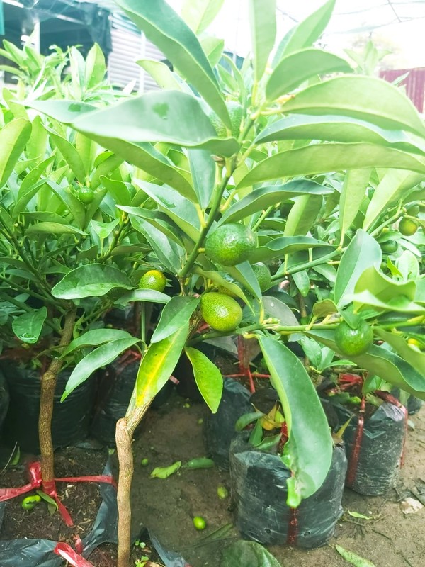 Doc dao quat My bonsai gia “chat” hut khach choi Tet-Hinh-4