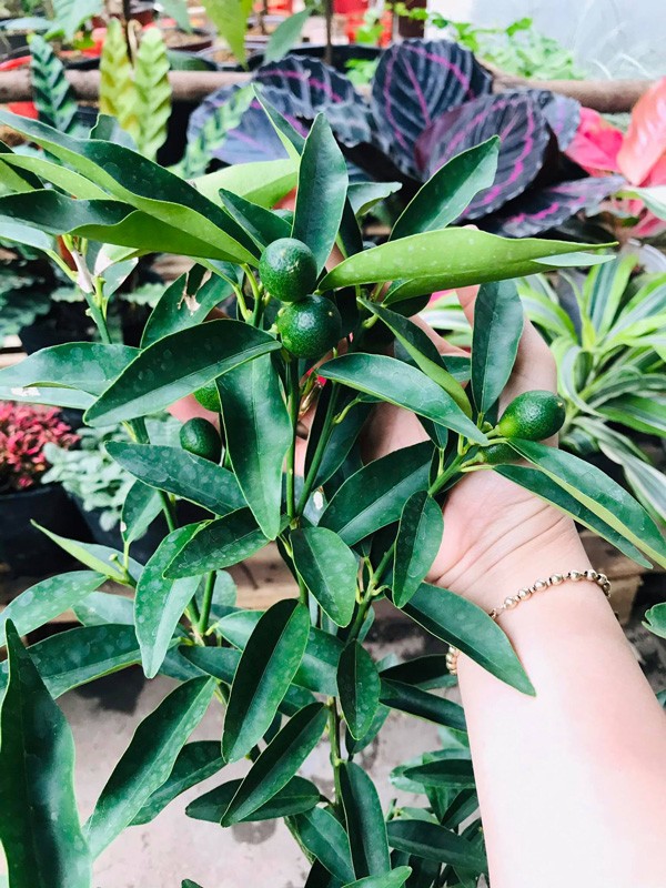 Doc dao quat My bonsai gia “chat” hut khach choi Tet-Hinh-6