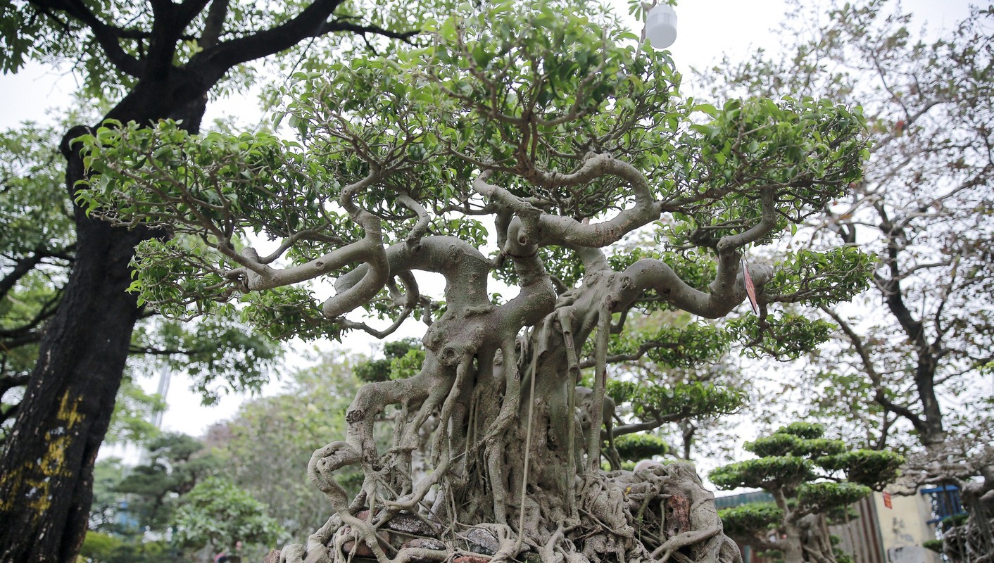 Dan bonsai the la xuong pho “thach thuc” dai gia Ha Noi-Hinh-10
